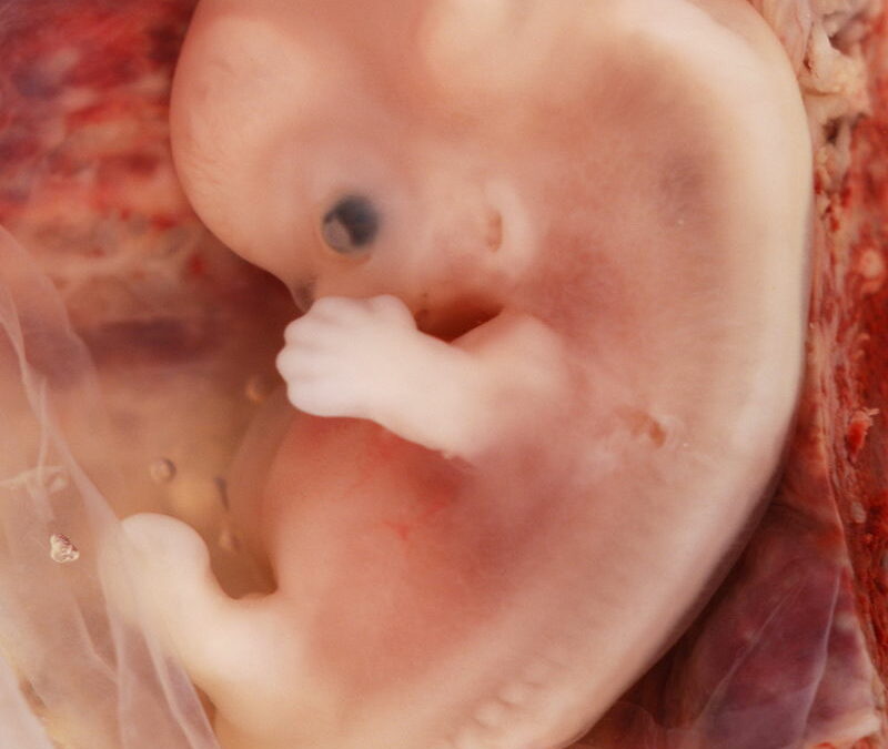 El falso mito del embrión hembra
