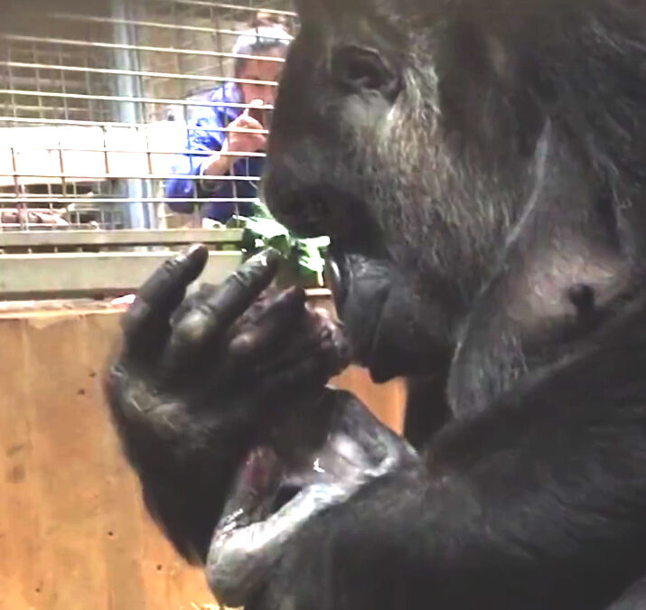 Impresionante vídeo del parto de una gorila en cautividad